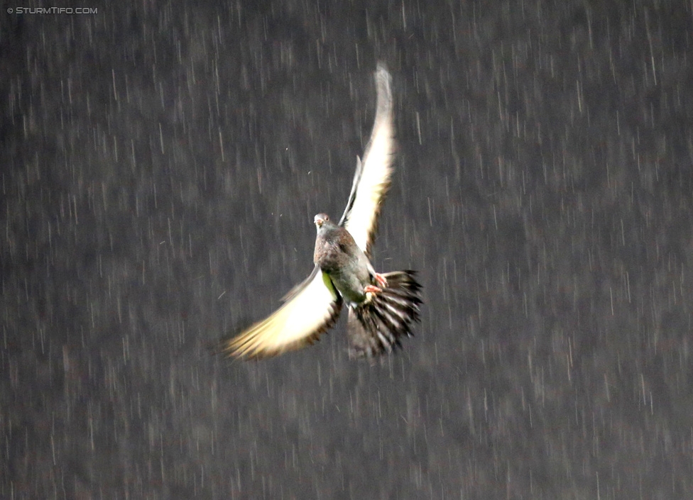 Sturm Graz - Ried
Oesterreichische Fussball Bundesliga, 18. Runde, SK Sturm Graz - SV Ried, Stadion Liebenau Graz, 06.12.2014. 

Foto zeigt eine Taube im Regen
Schlüsselwörter: wetter