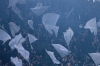 20261018-0241_62AS5761.JPG